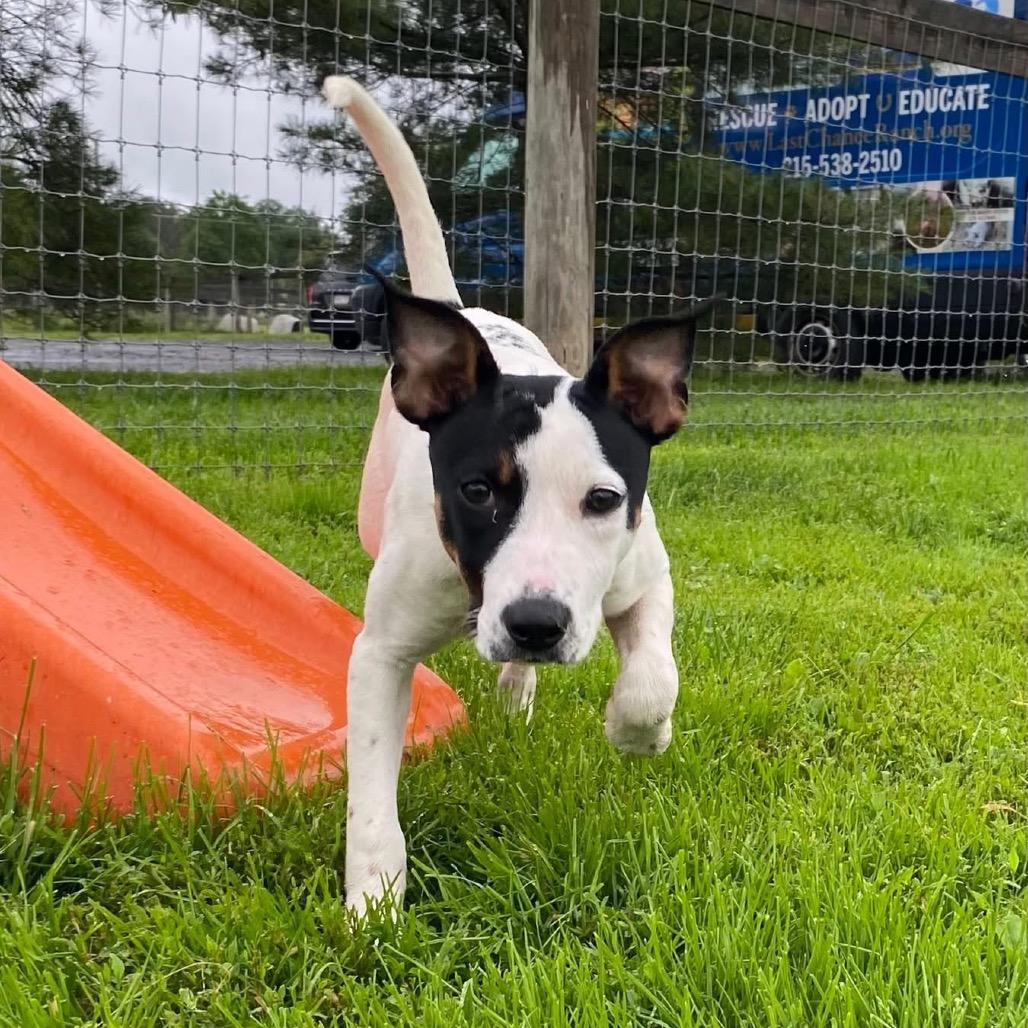 Sylvie, a Adoptable mixed breed in Quakertown, PA image 5/6