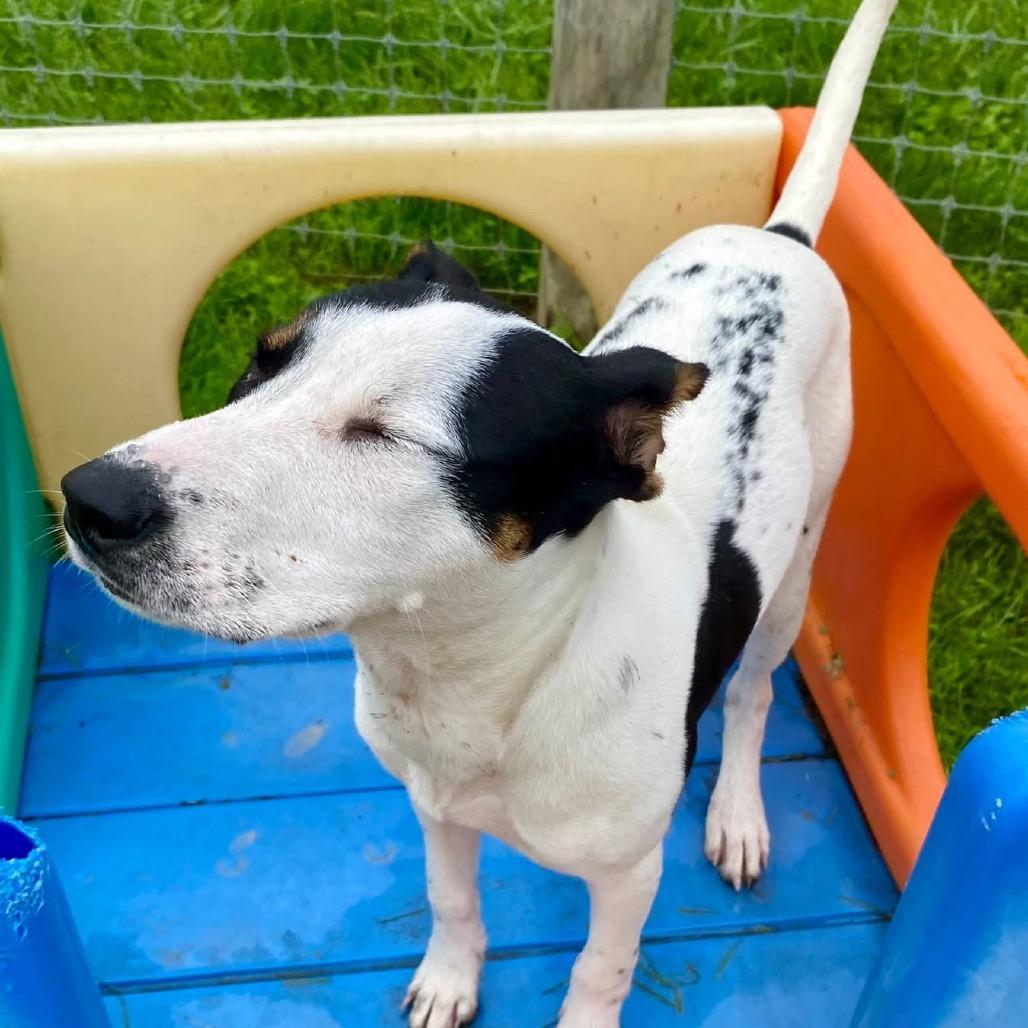 Enlarge Sylvie, a Adoptable mixed breed in Quakertown, PA image 2/2