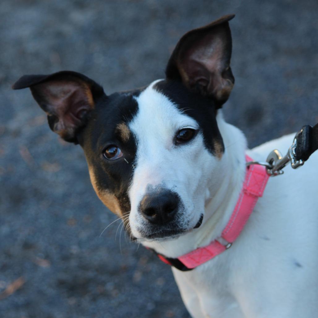 Enlarge Sylvie, a Adoptable mixed breed in Quakertown, PA image 4/6