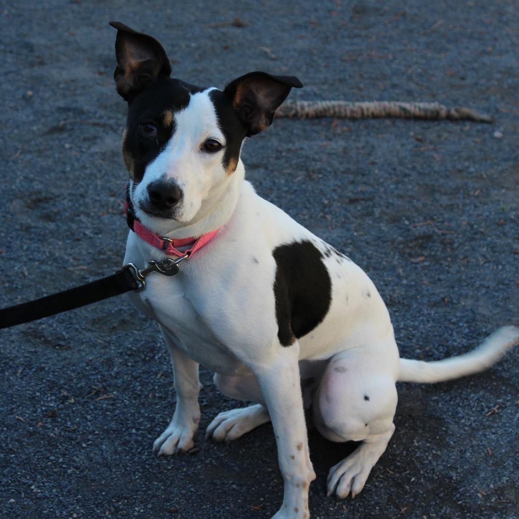 Sylvie, a Adoptable mixed breed in Quakertown, PA image 6/6