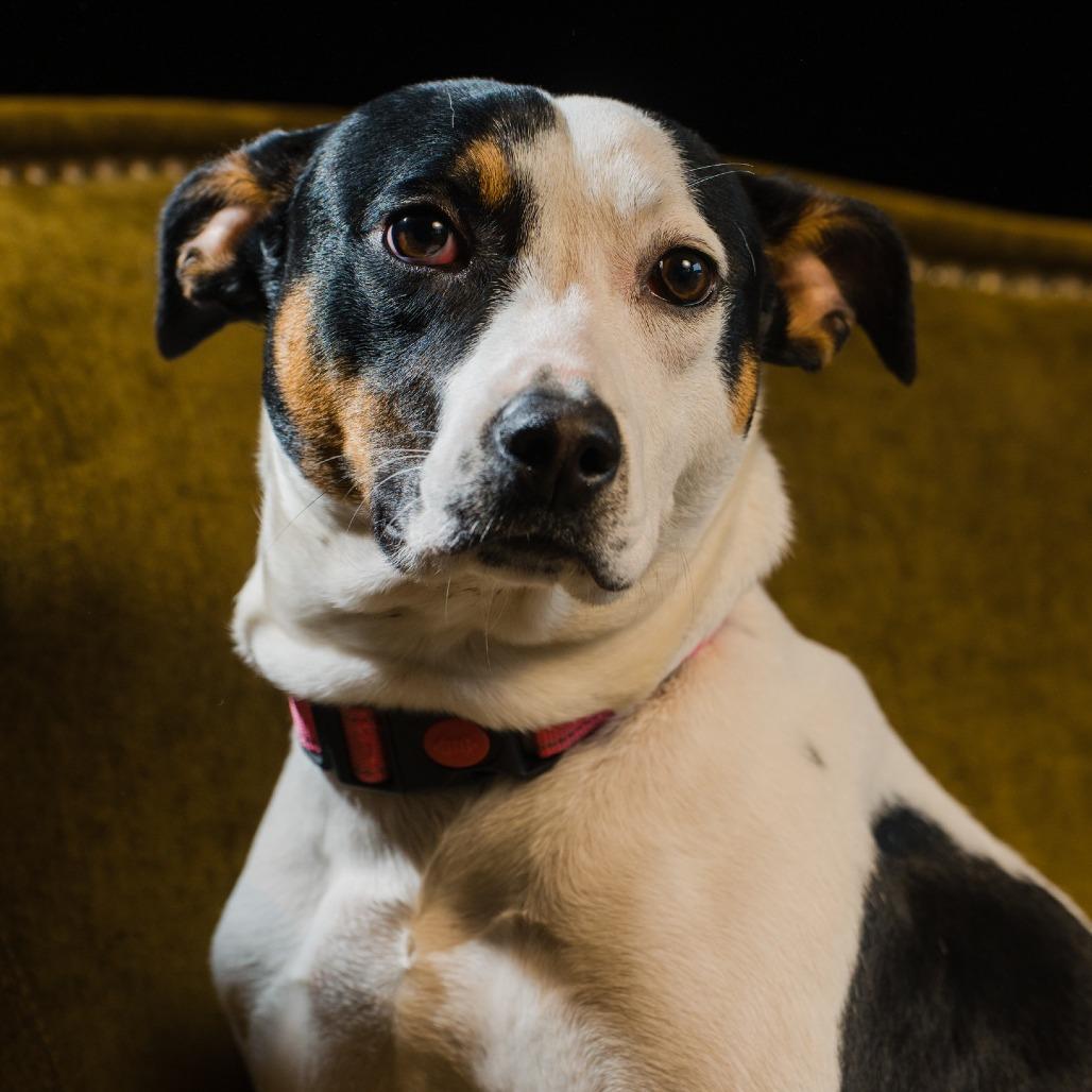 Sylvie, a Adoptable mixed breed in Quakertown, PA image 4/6