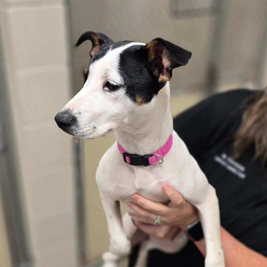 Sylvie, a Adoptable mixed breed in Quakertown, PA image 5/6