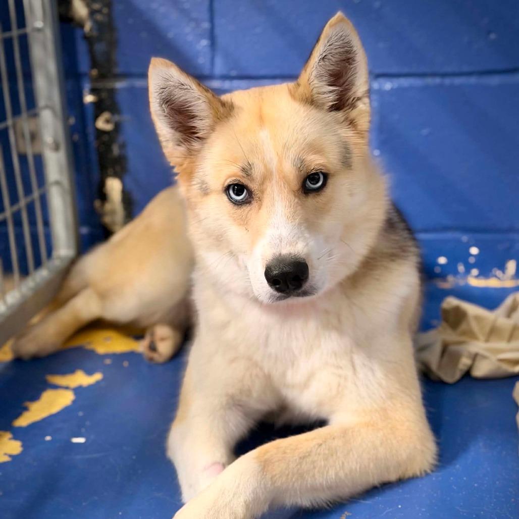 Enlarge CT Iris, a Adoptable mixed breed in Eastford, CT image 1/2
