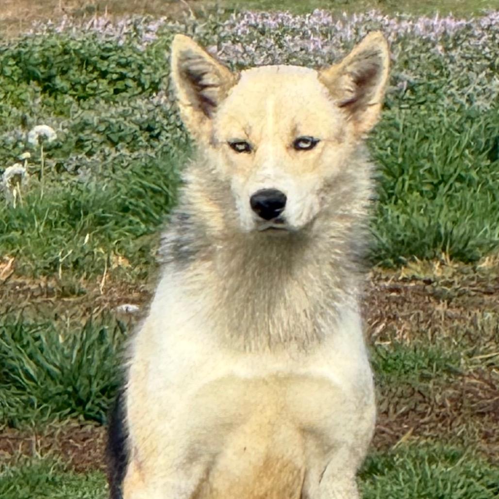 Enlarge CT Iris, a Adoptable mixed breed in Eastford, CT image 2/2