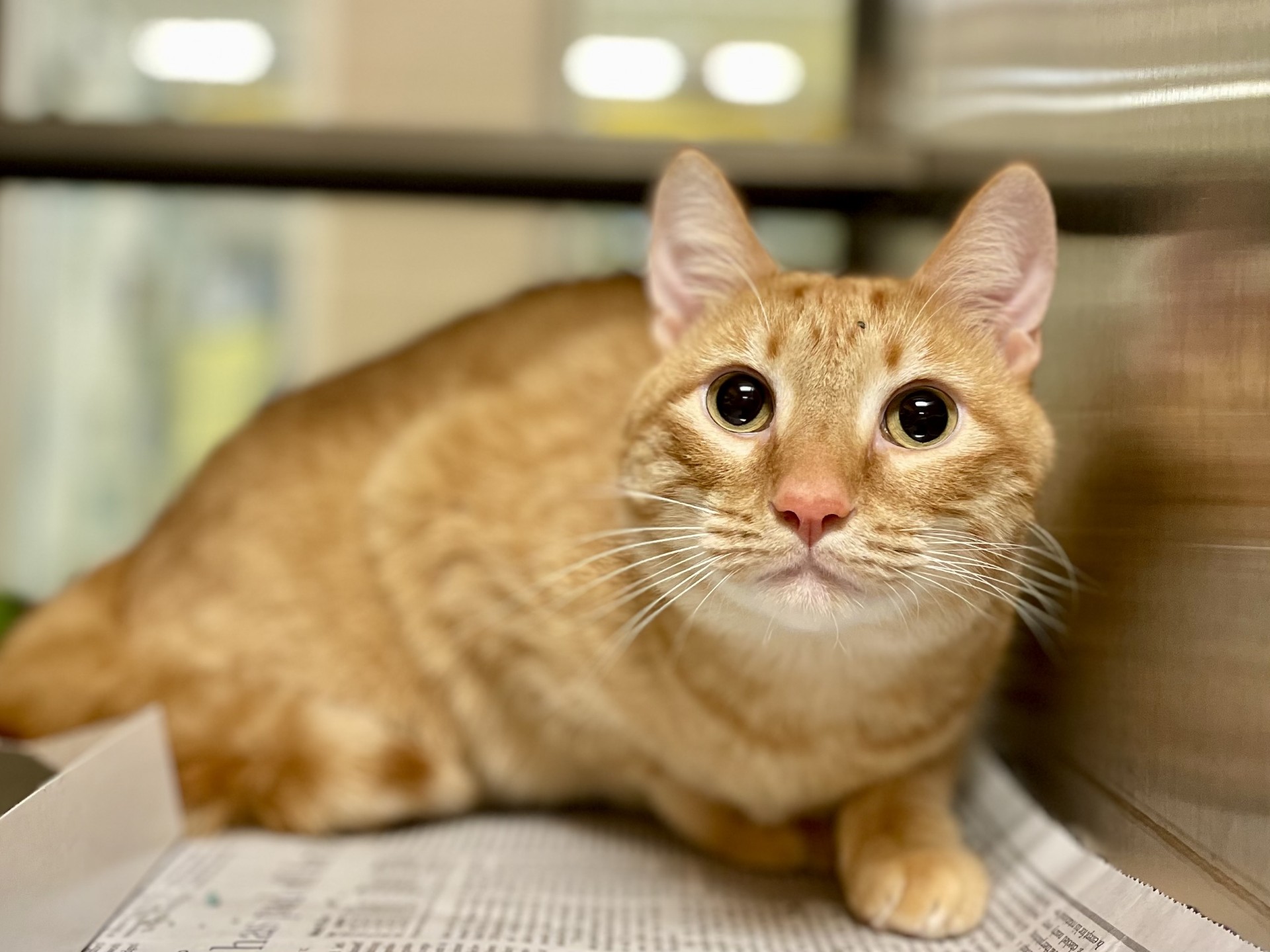 Cat for adoption Snowball A205618, a Domestic Short Hair in Plano, TX