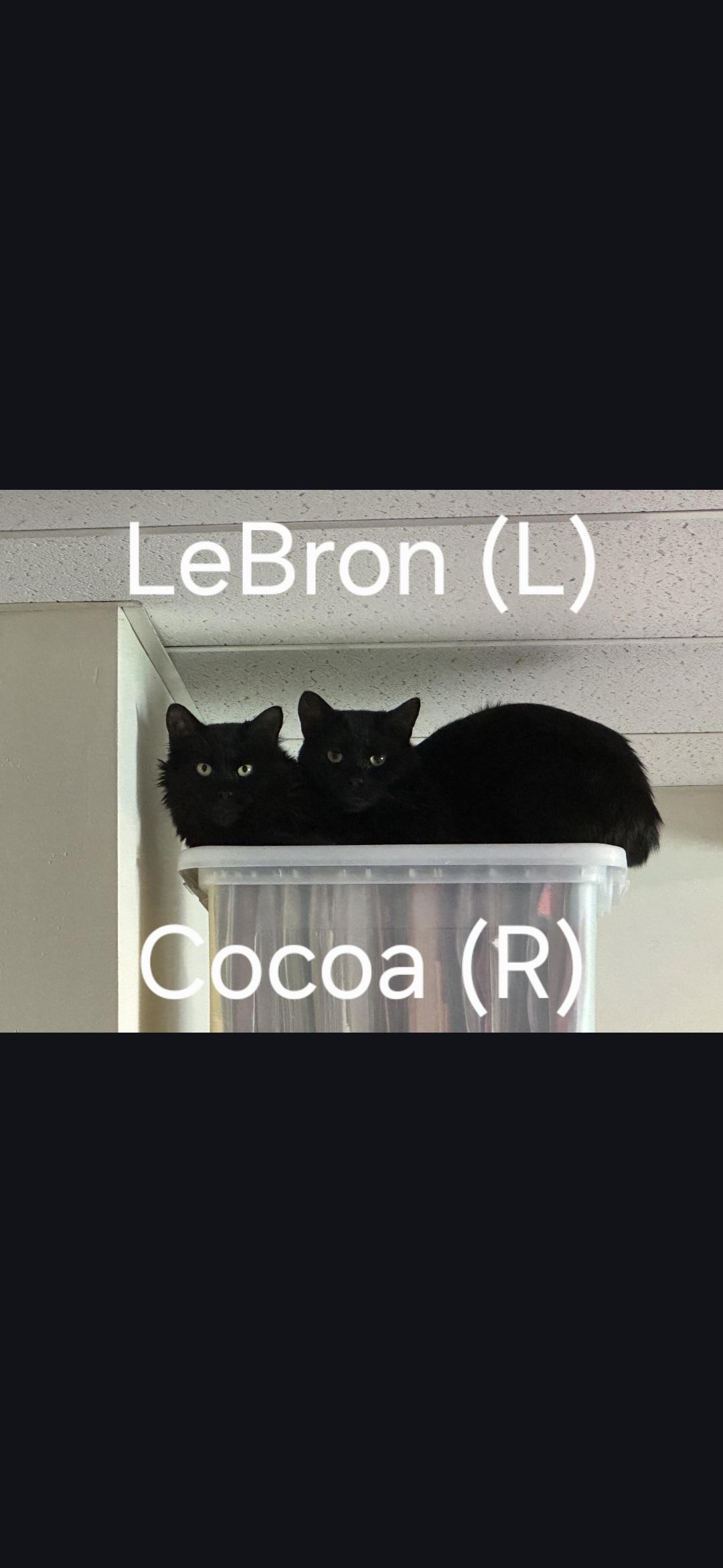 LeBron (Mama), Adoptable, Adult Female Domestic Short Hair.