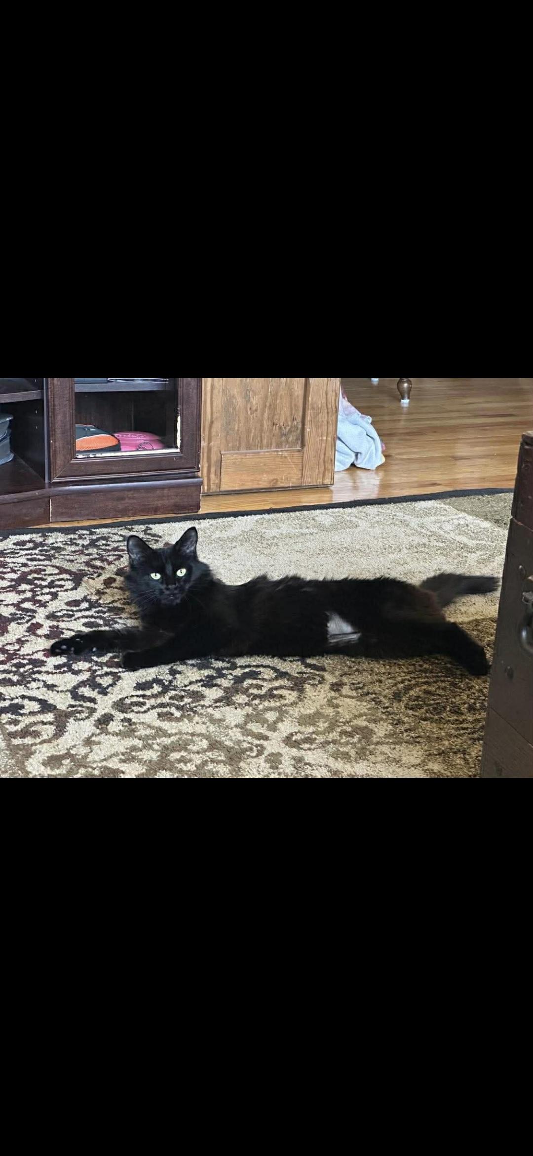 Enlarge LeBron (Mama), a Adoptable Domestic Short Hair in Canton, CT image 2/3