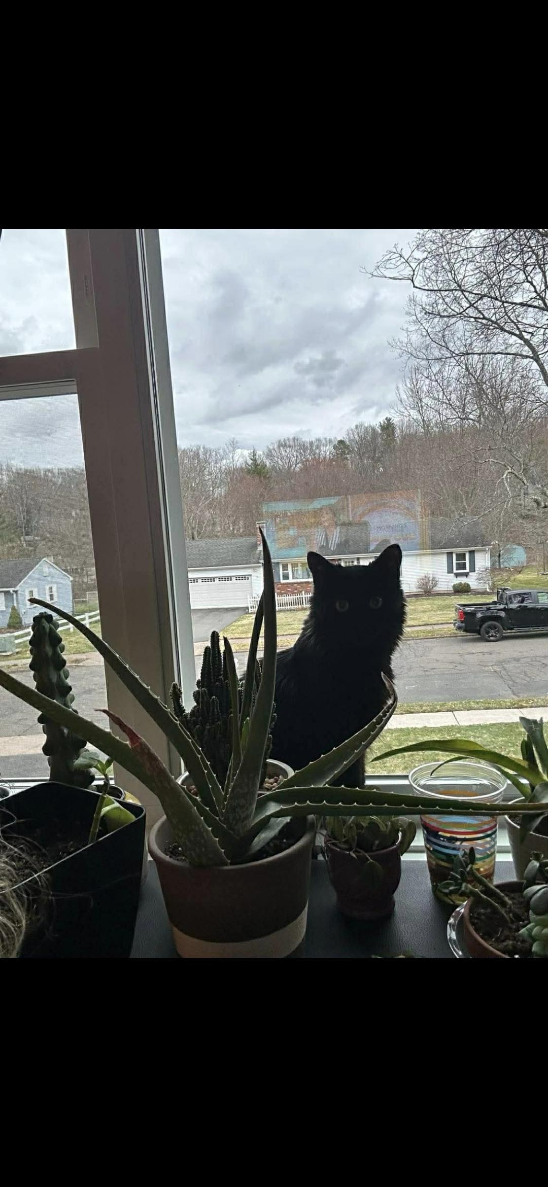 Enlarge LeBron (Mama), a Adoptable Domestic Short Hair in Canton, CT image 3/3