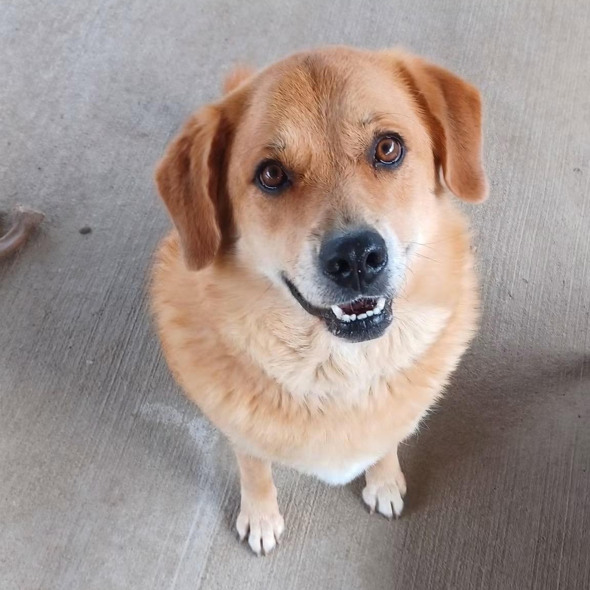 Enlarge Goldie, a ADOPTABLE mixed breed in Pacific, MO image 1/5