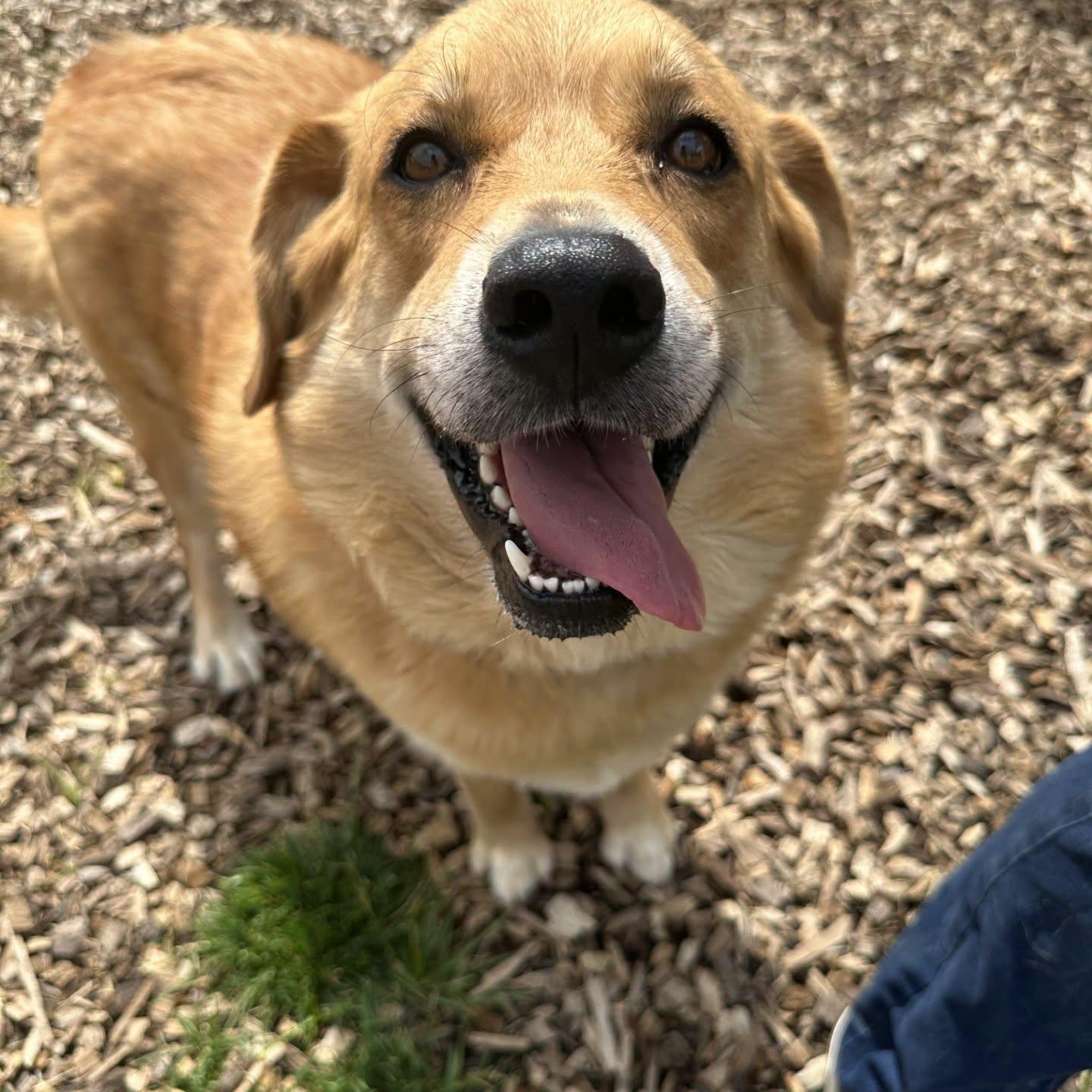 Goldie, a ADOPTABLE mixed breed in Pacific, MO image 3/5