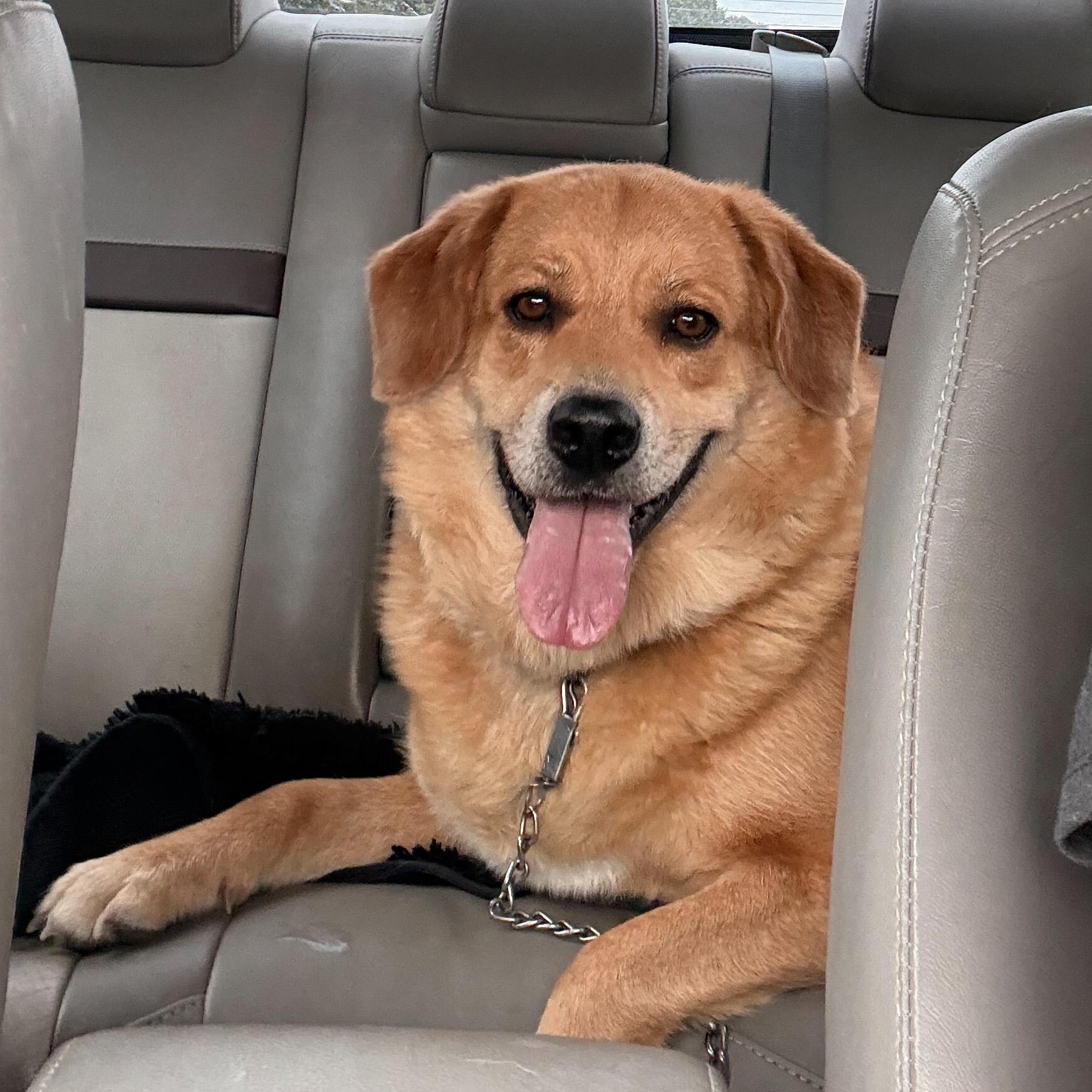 Goldie, ADOPTABLE, Adult Female Golden Retriever.