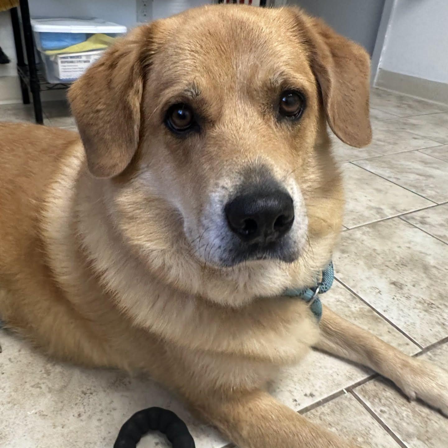 Goldie, a ADOPTABLE mixed breed in Pacific, MO image 2/5