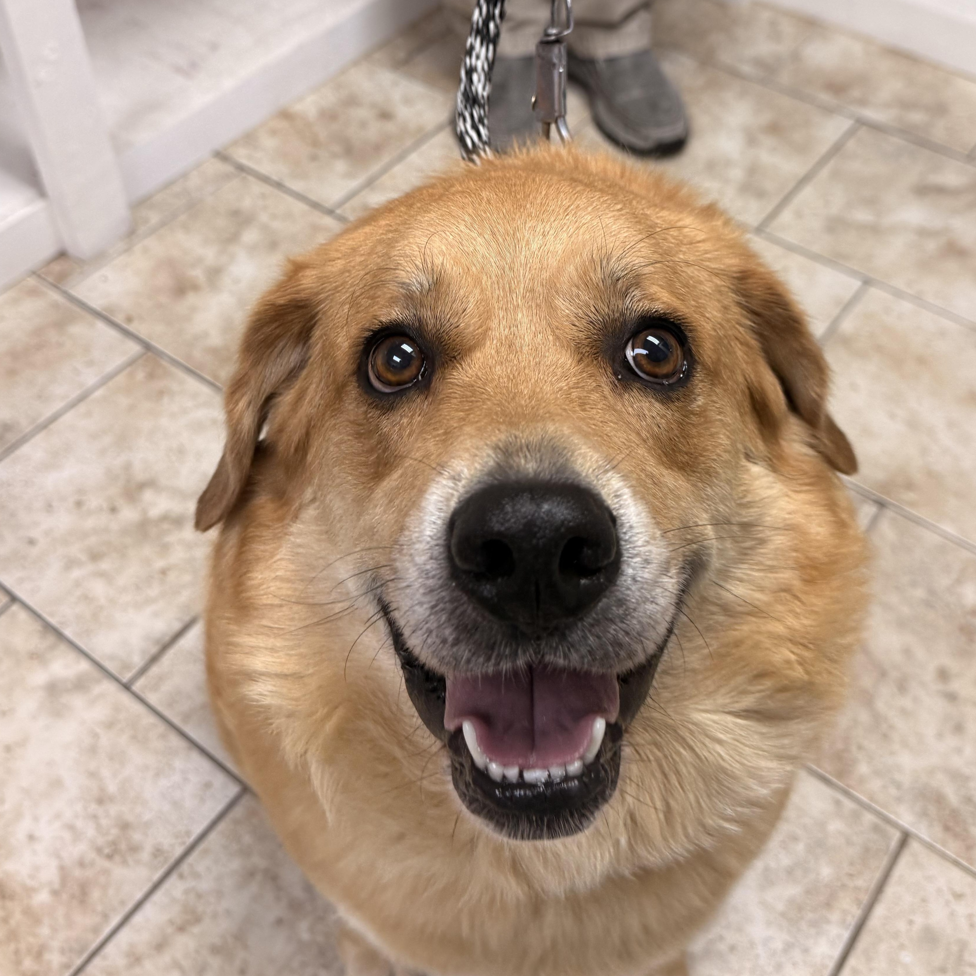Goldie, a ADOPTABLE mixed breed in Pacific, MO image 3/4