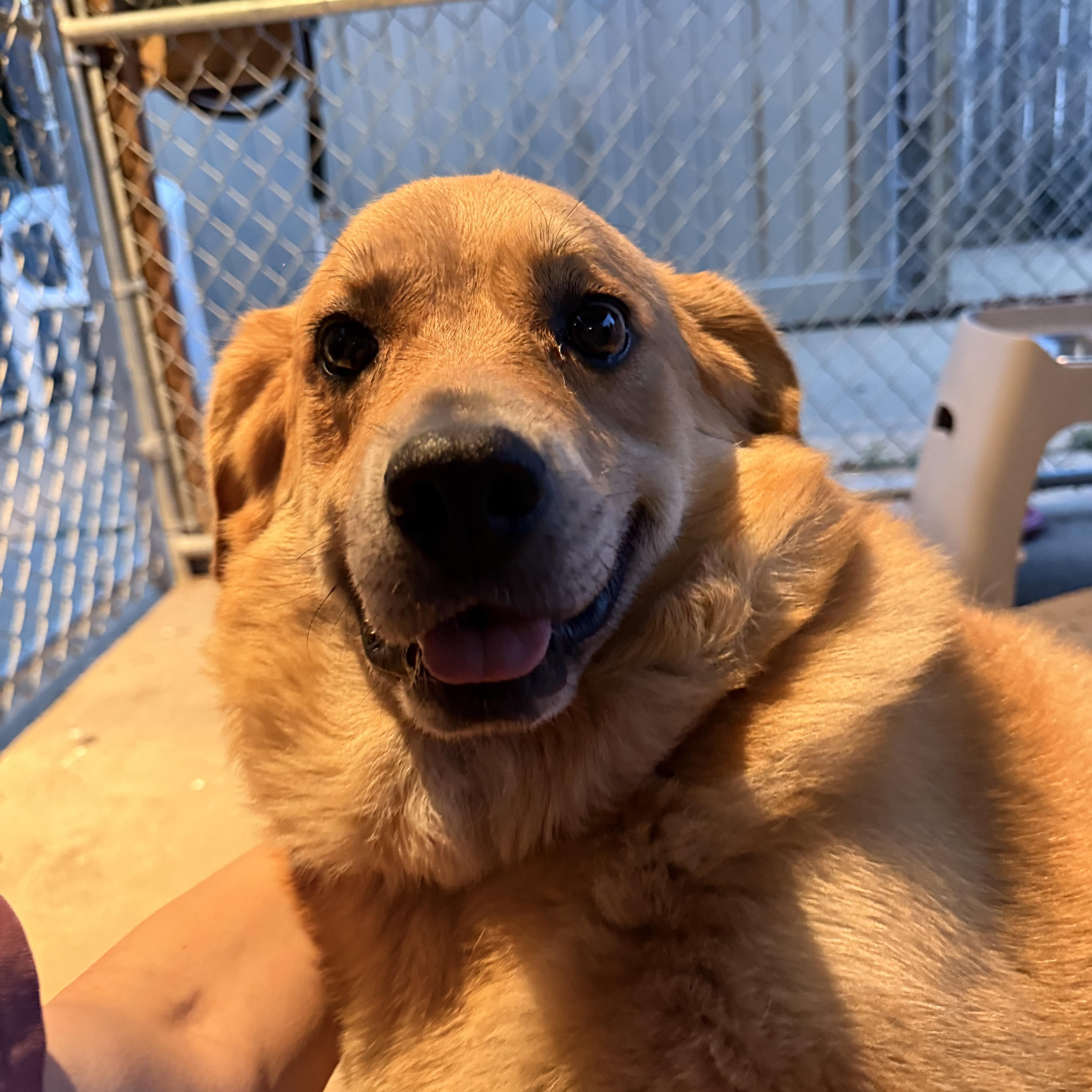 Goldie, a ADOPTABLE mixed breed in Pacific, MO image 4/4