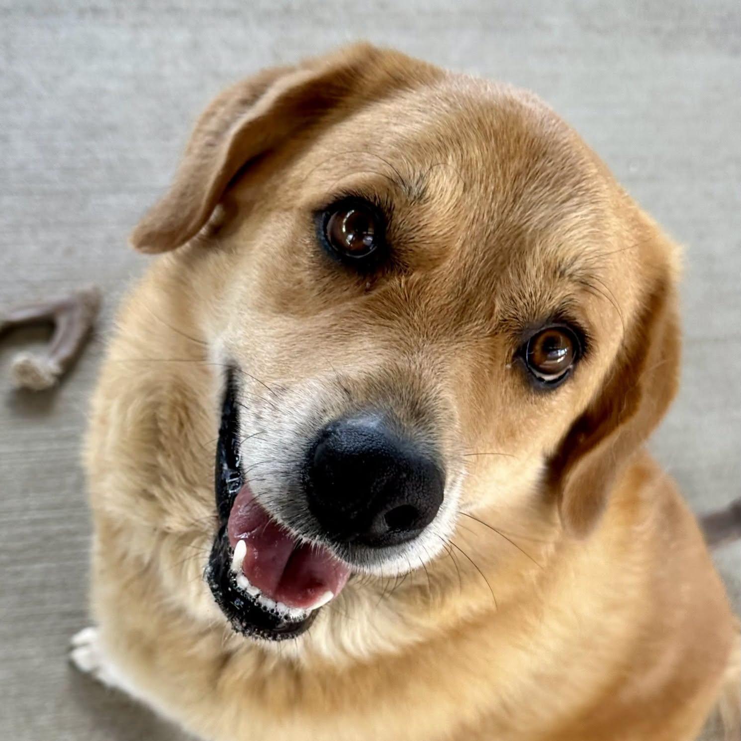 Goldie, a ADOPTABLE mixed breed in Pacific, MO image 1/5