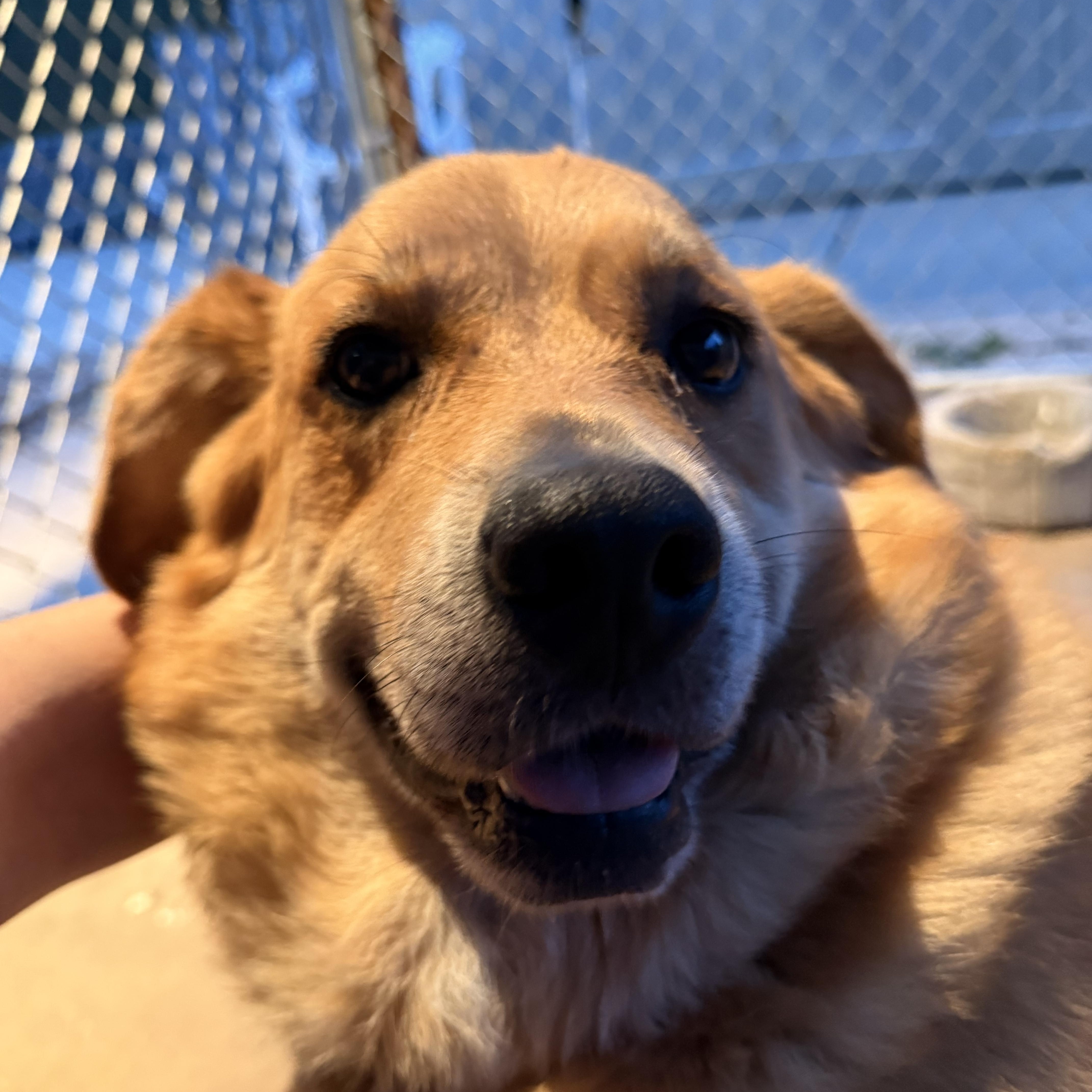 Goldie, a ADOPTABLE mixed breed in Pacific, MO image 2/4