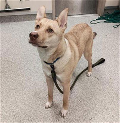 Enlarge Derek Hostetler, a Adoptable Siberian Husky in Elk Grove, CA image 1/2