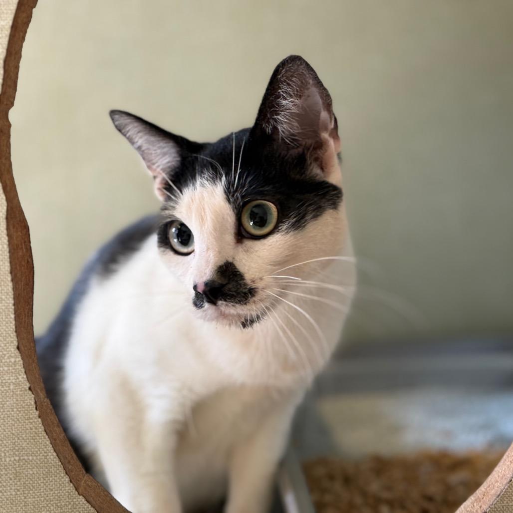 Smudge, Adoptable, Young Female Domestic Short Hair.