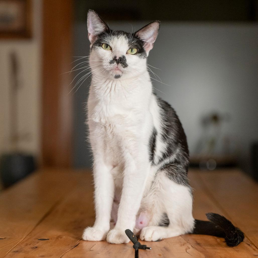 Smudge, a Adoptable Domestic Short Hair in Glenwood Springs, CO image 2/6