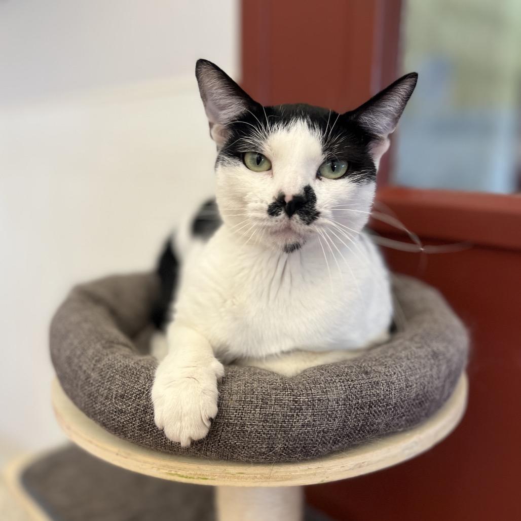Smudge, a Adoptable Domestic Short Hair in Glenwood Springs, CO image 3/6