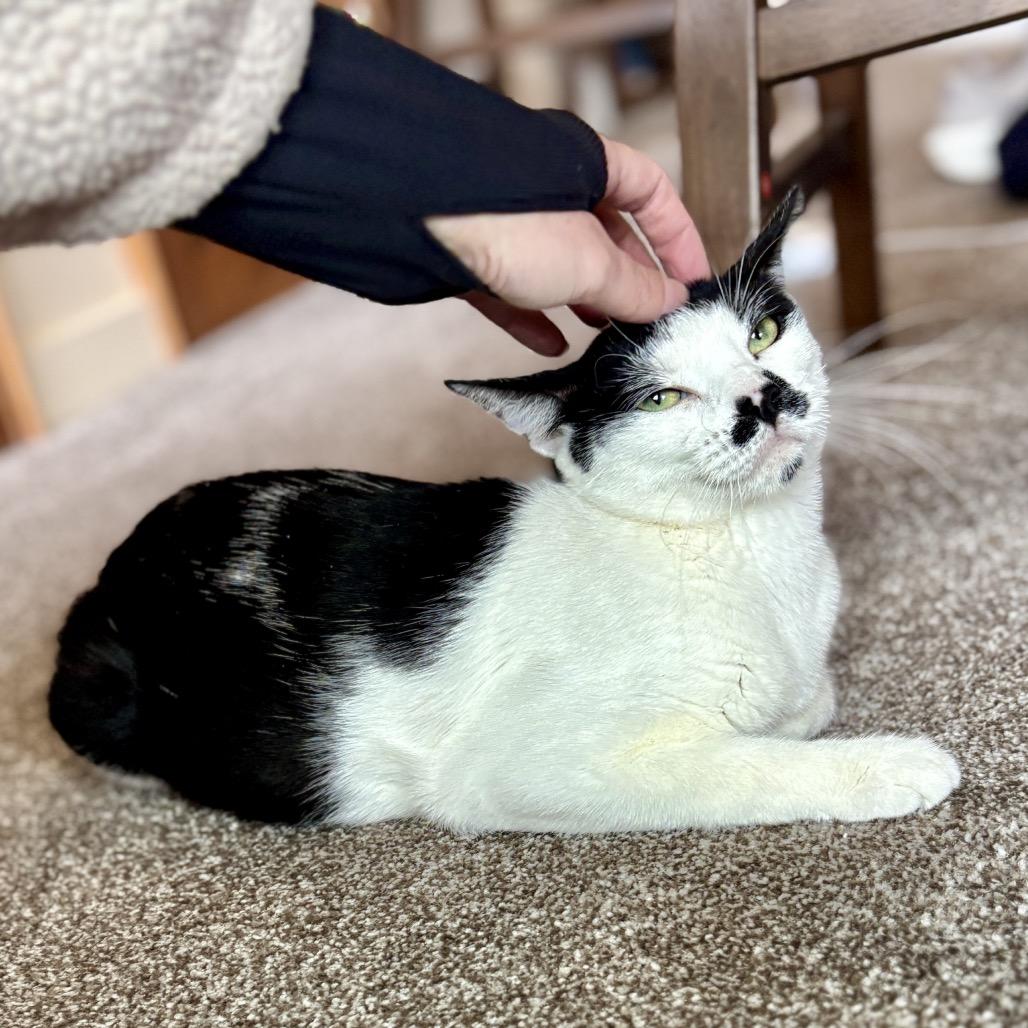 Smudge, a Adoptable Domestic Short Hair in Glenwood Springs, CO image 4/6