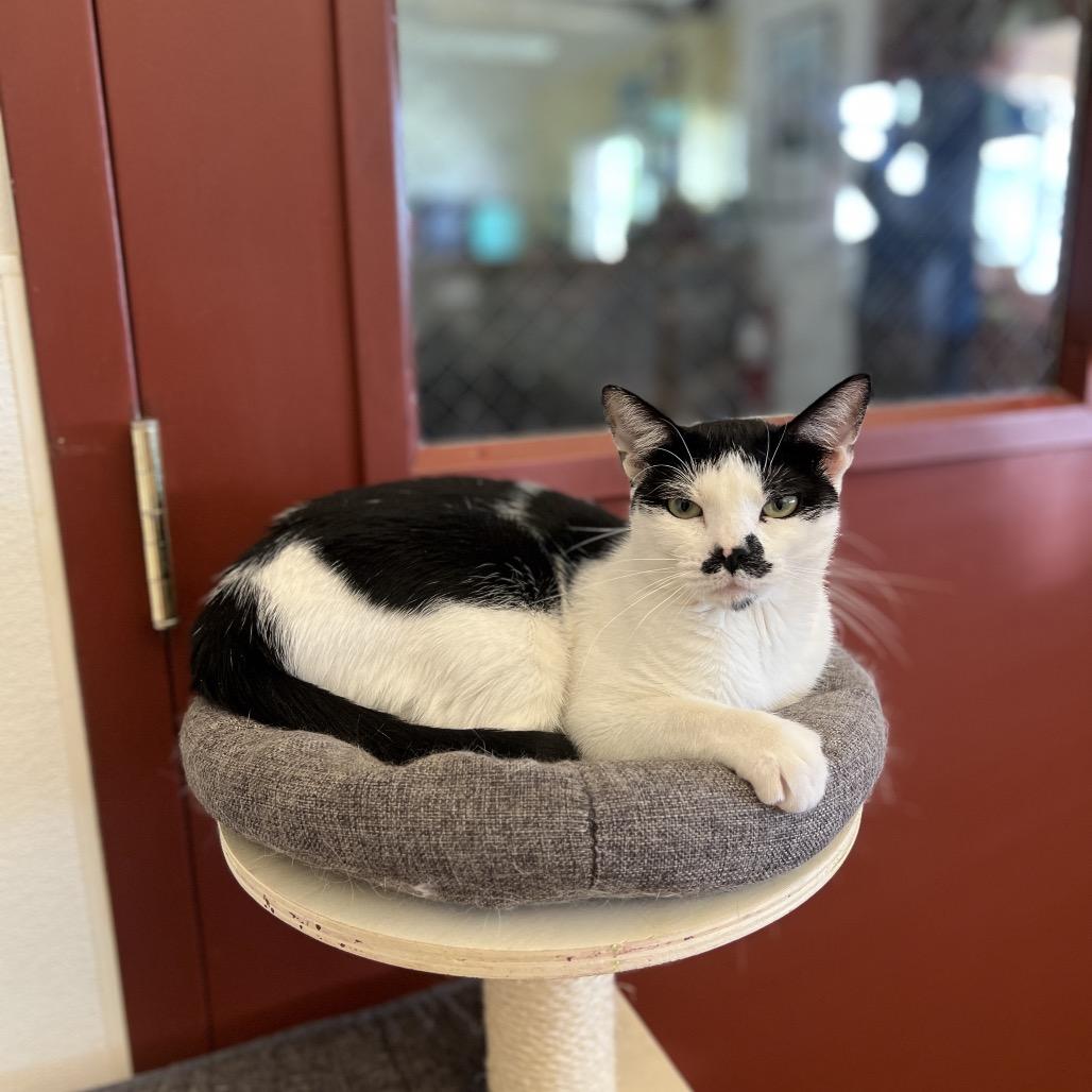 Smudge, a Adoptable Domestic Short Hair in Glenwood Springs, CO image 5/6