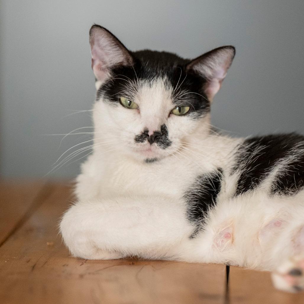 Smudge, a Adoptable Domestic Short Hair in Glenwood Springs, CO image 6/6