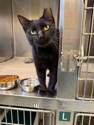 Enlarge Lovey, a Adoptable Domestic Short Hair in Williamsport, PA image 3/3