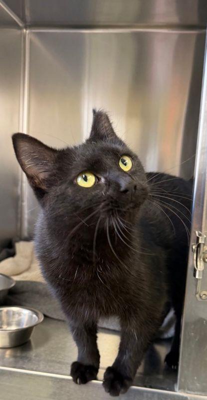 Enlarge Lovey, a Adoptable Domestic Short Hair in Williamsport, PA image 1/3