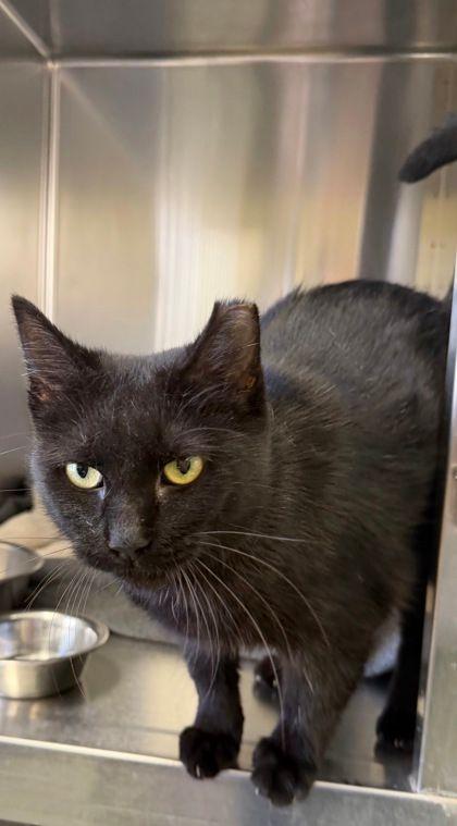 Enlarge Lovey, a Adoptable Domestic Short Hair in Williamsport, PA image 2/3