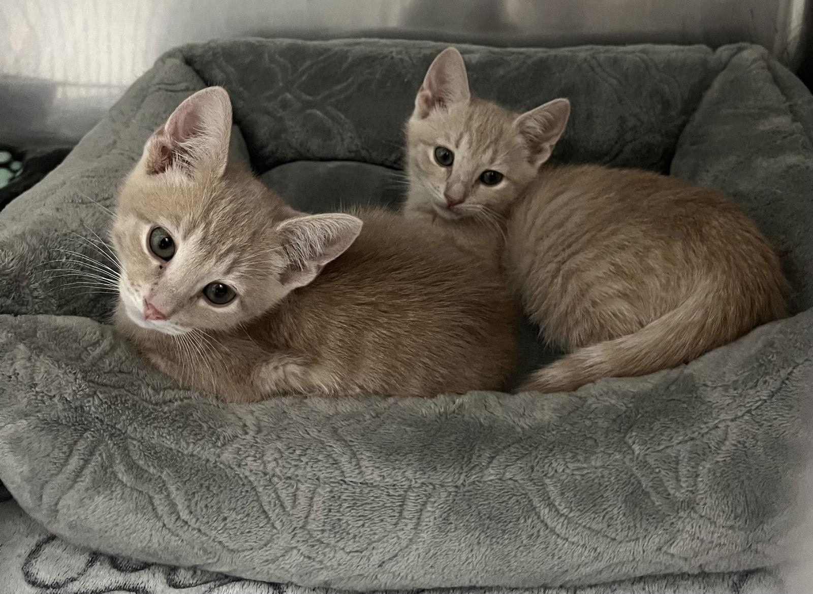 Mork, Adopted, Kitten Male Domestic Short Hair.