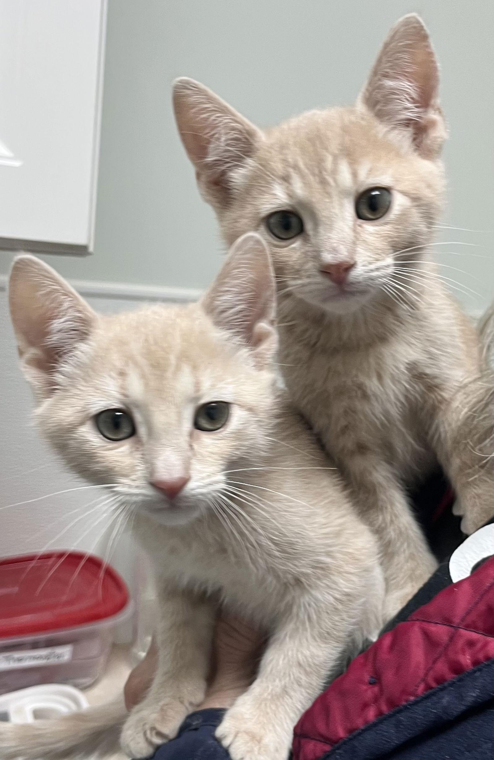 Enlarge Mork, a Adopted Domestic Short Hair in Toms River, NJ image 2/3