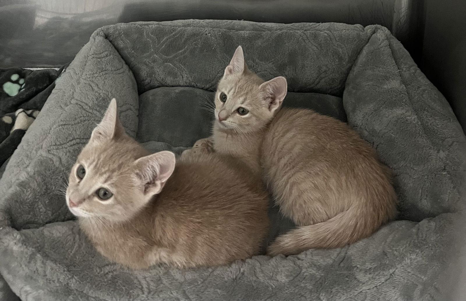 Enlarge Mork, a Adopted Domestic Short Hair in Toms River, NJ image 3/3