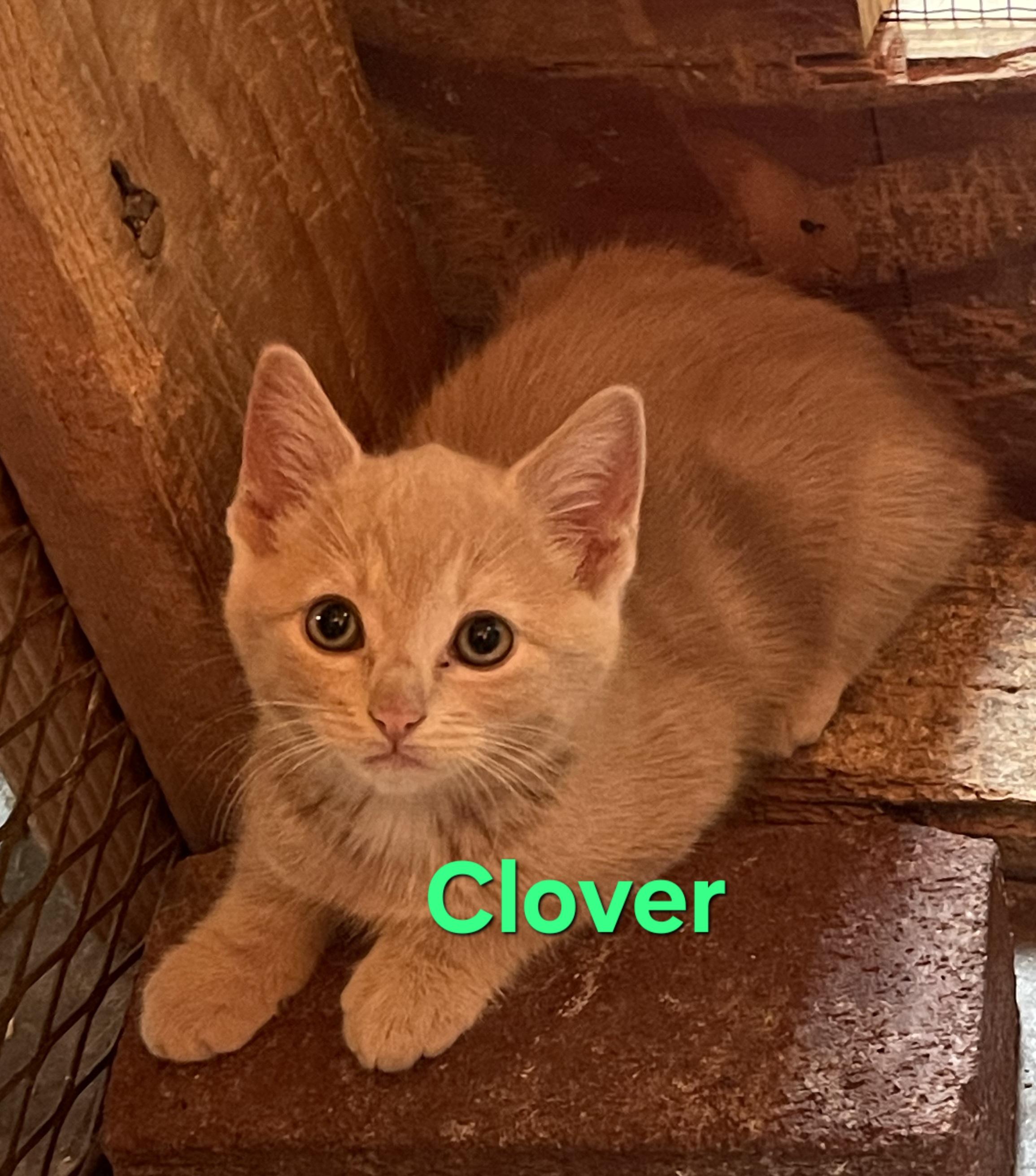 Clover, Adopted, Kitten Female Domestic Short Hair.