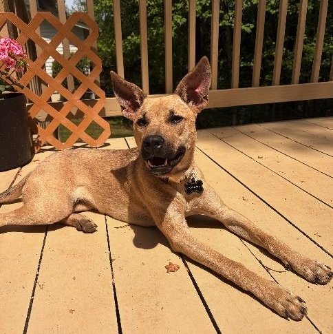 Enlarge Kelly, a ADOPTABLE mixed breed in Marietta, GA image 3/6