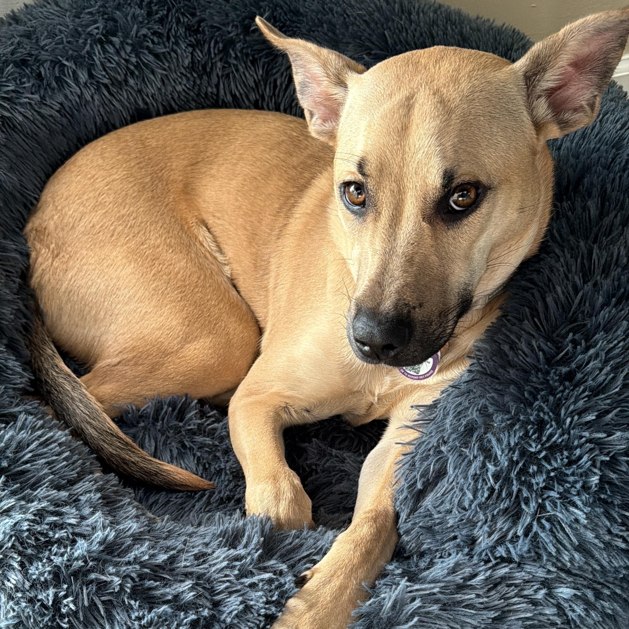 Enlarge Kelly, a ADOPTABLE mixed breed in Marietta, GA image 5/6