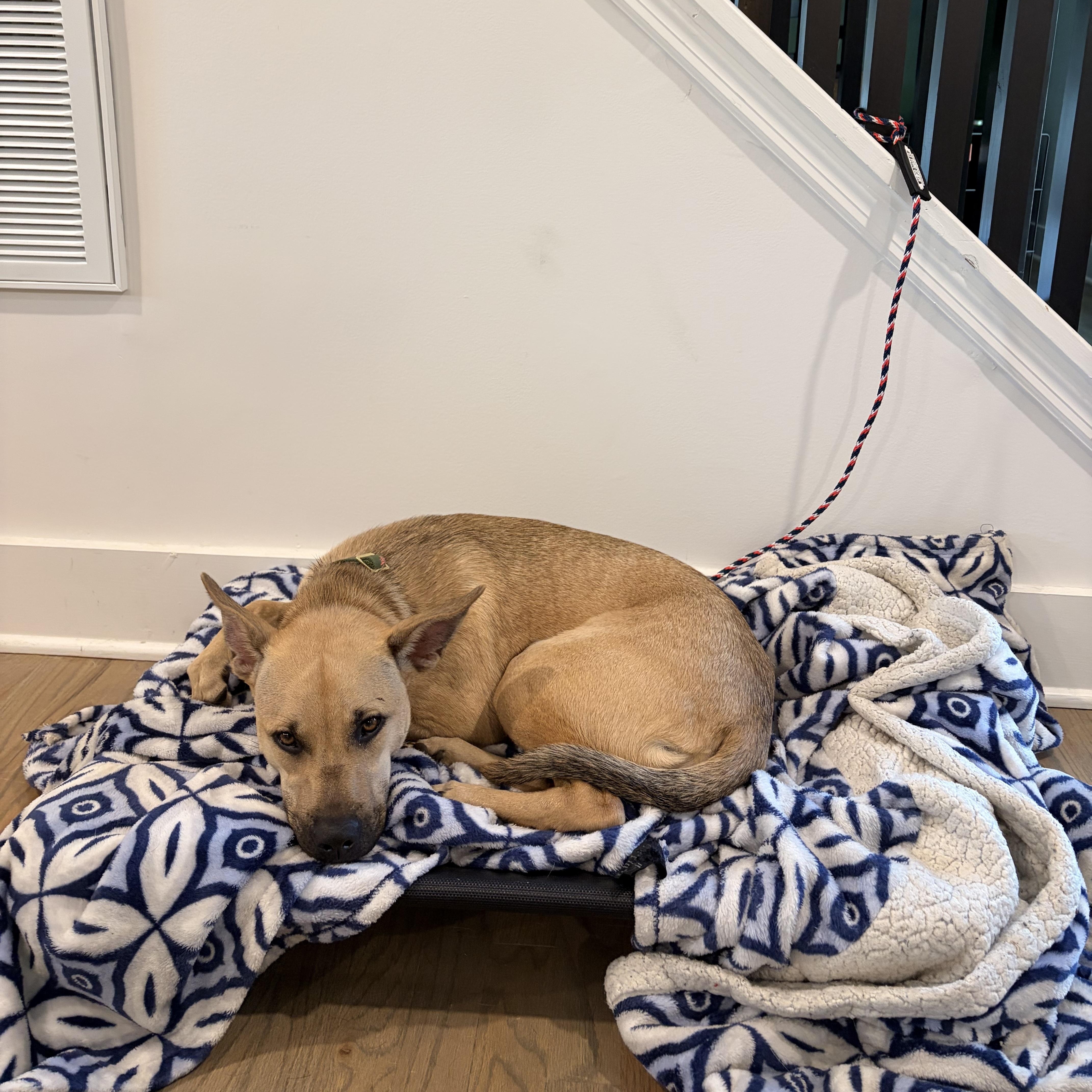 Enlarge Kelly, a ADOPTABLE mixed breed in Marietta, GA image 4/6