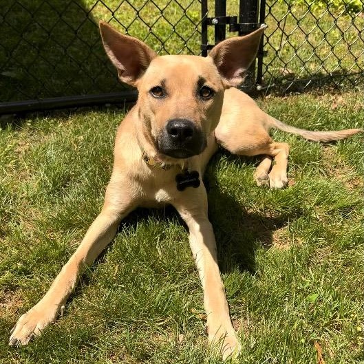 Enlarge Kelly, a ADOPTABLE mixed breed in Marietta, GA image 2/6