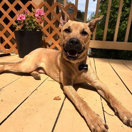 Enlarge Kelly, a ADOPTABLE mixed breed in Marietta, GA image 1/6