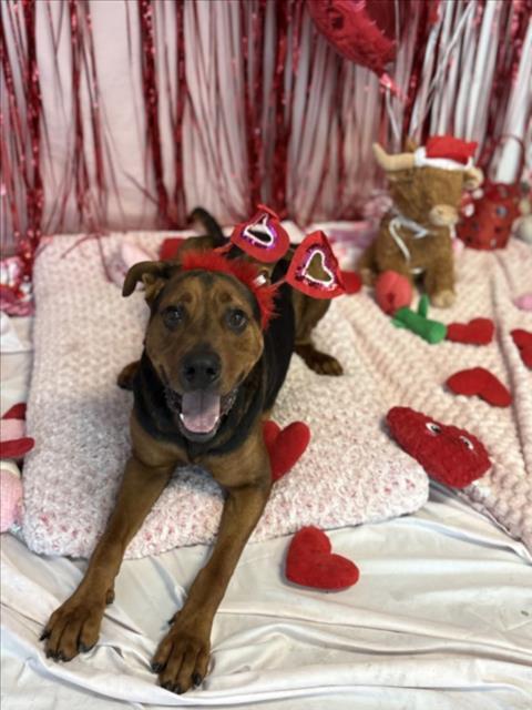 Enlarge BUBBA, a Adoptable mixed breed in Los Angeles, CA image 1/1