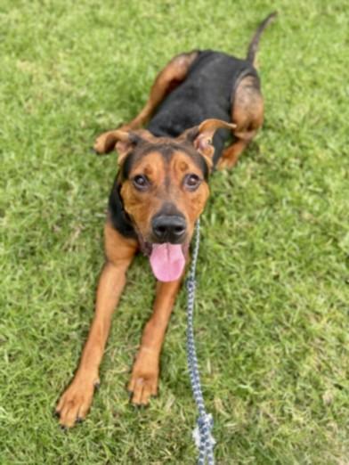 BUBBA, Adoptable, Adult Male German Shepherd Dog & Rottweiler.
