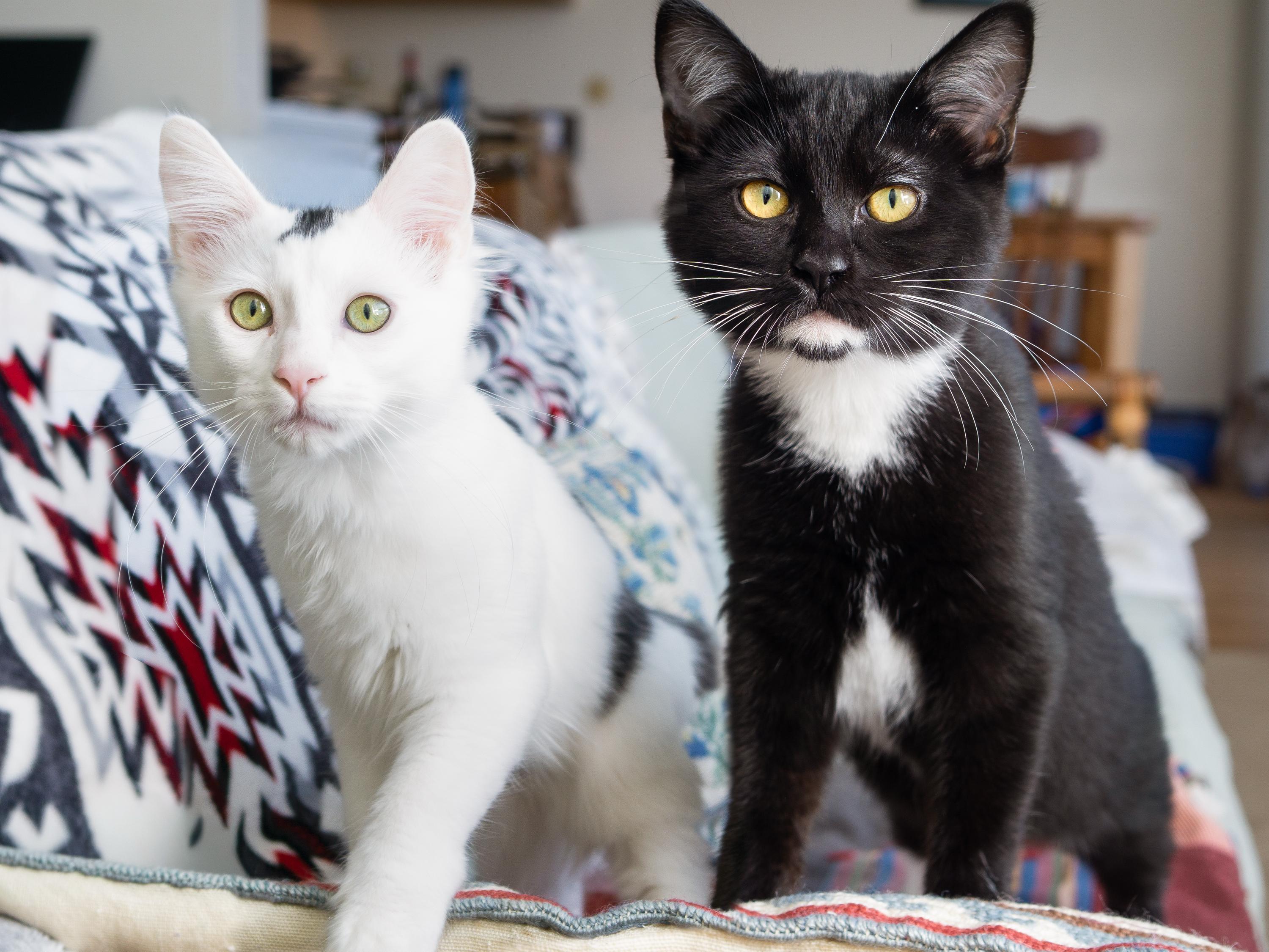 Magpie and Samurai, an adoptable Domestic Short Hair in Seattle, WA image 1/6