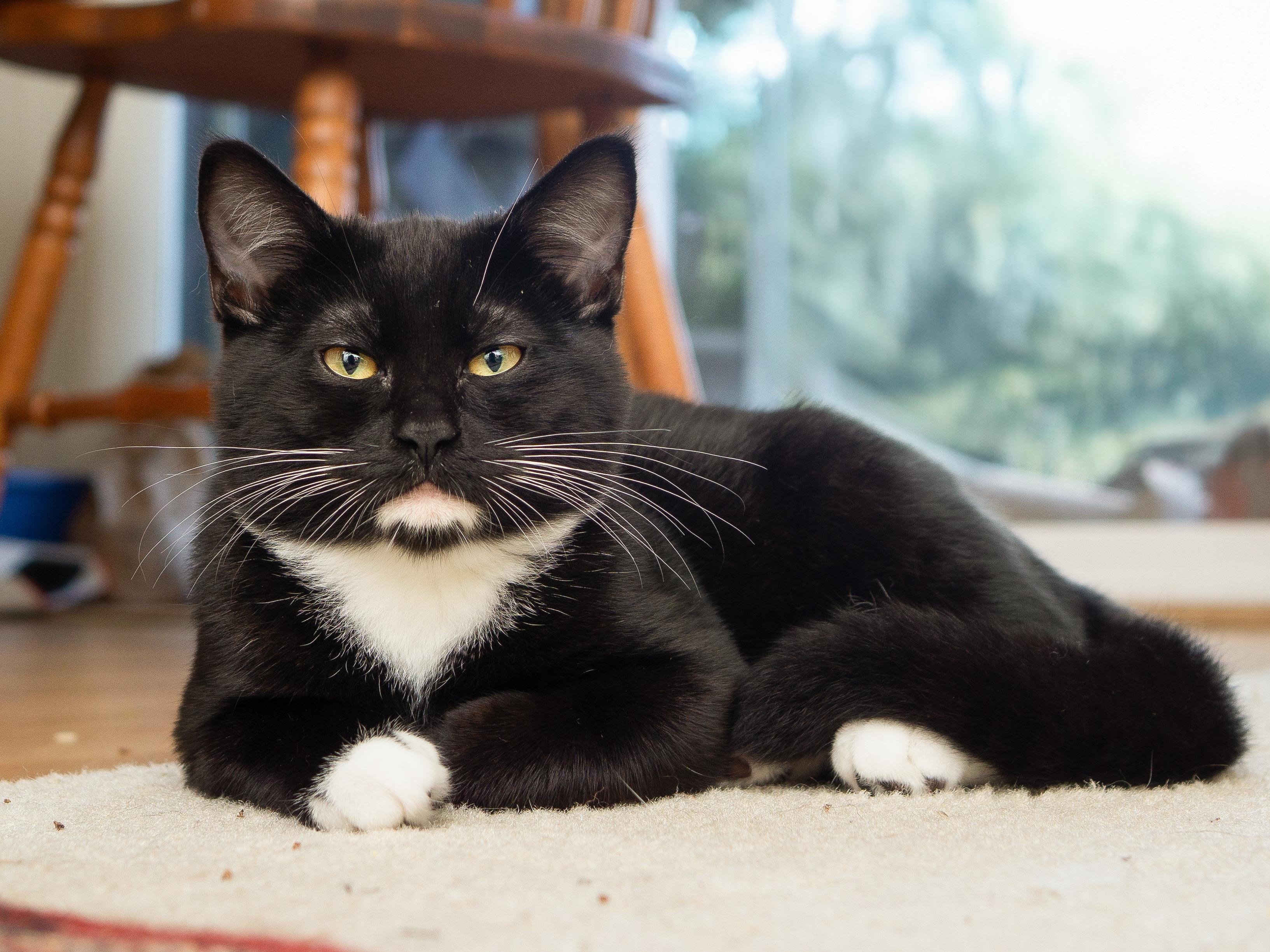 Magpie and Samurai, an adoptable Domestic Short Hair in Seattle, WA image 3/6