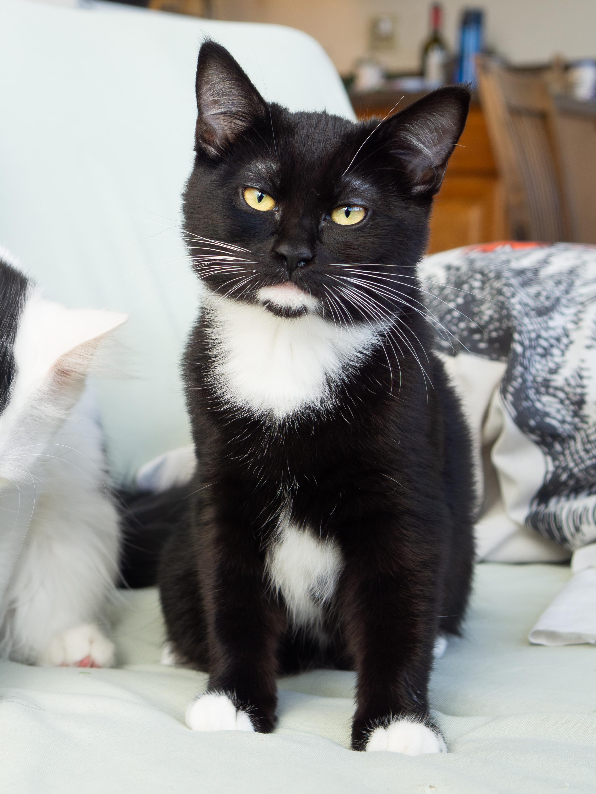 Magpie and Samurai, an adoptable Domestic Short Hair in Seattle, WA image 5/6