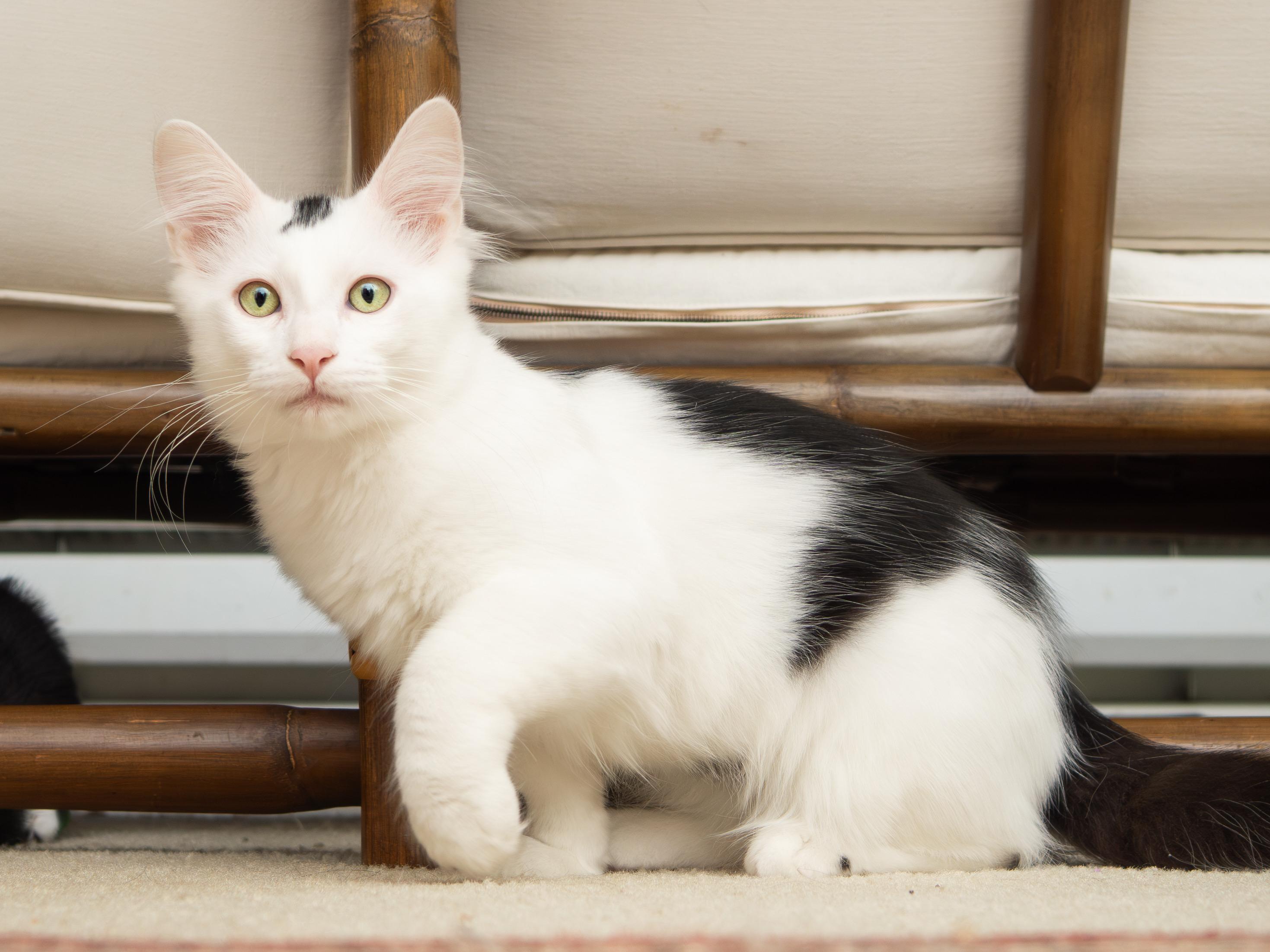 Magpie and Samurai, an adoptable Domestic Short Hair in Seattle, WA image 6/6