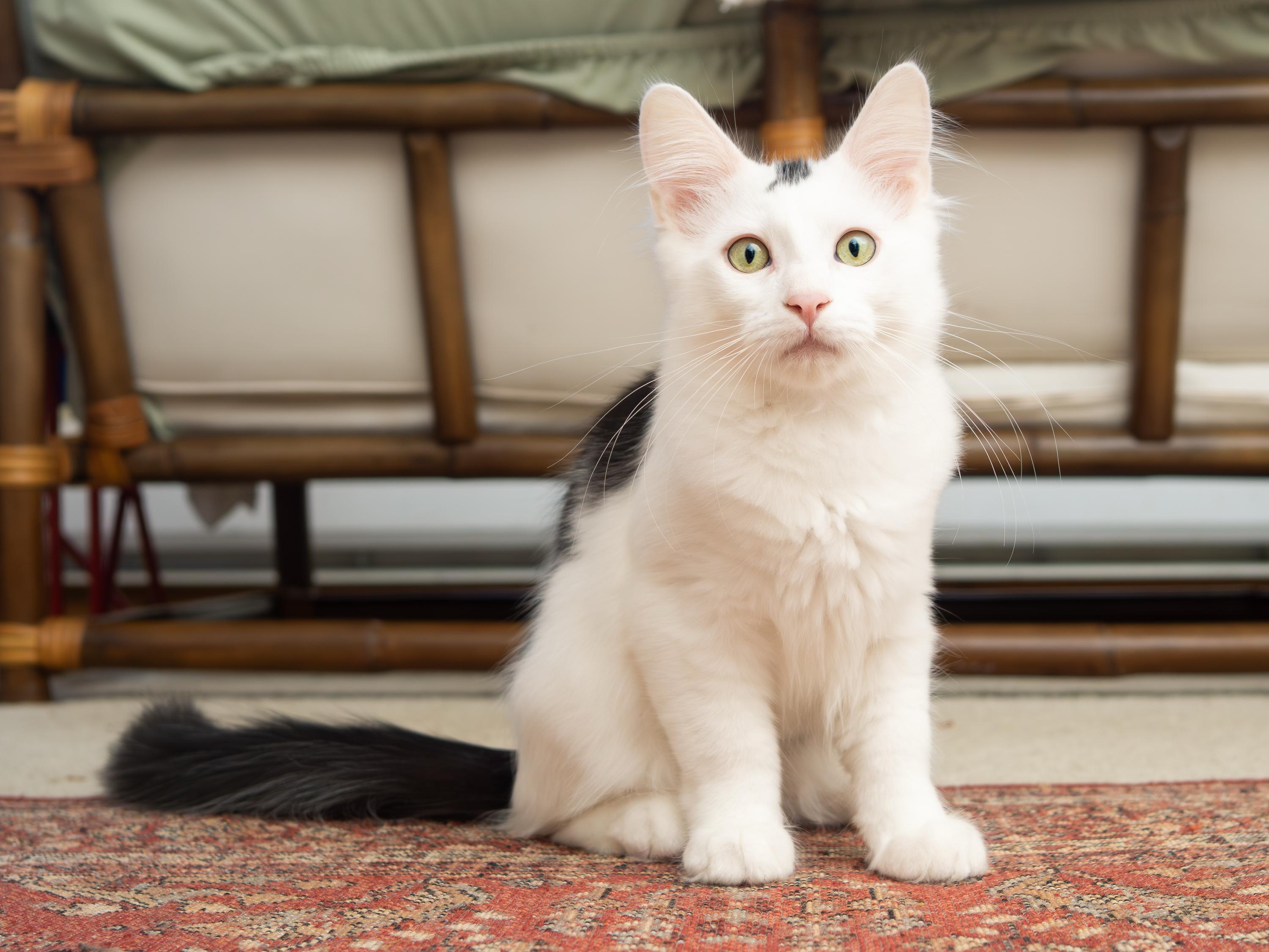 Magpie and Samurai, an adoptable Domestic Short Hair in Seattle, WA image 4/6