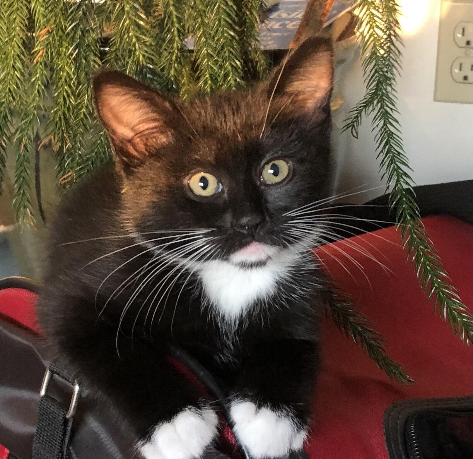 Magpie and Samurai, an adoptable Domestic Short Hair in Seattle, WA image 2/6