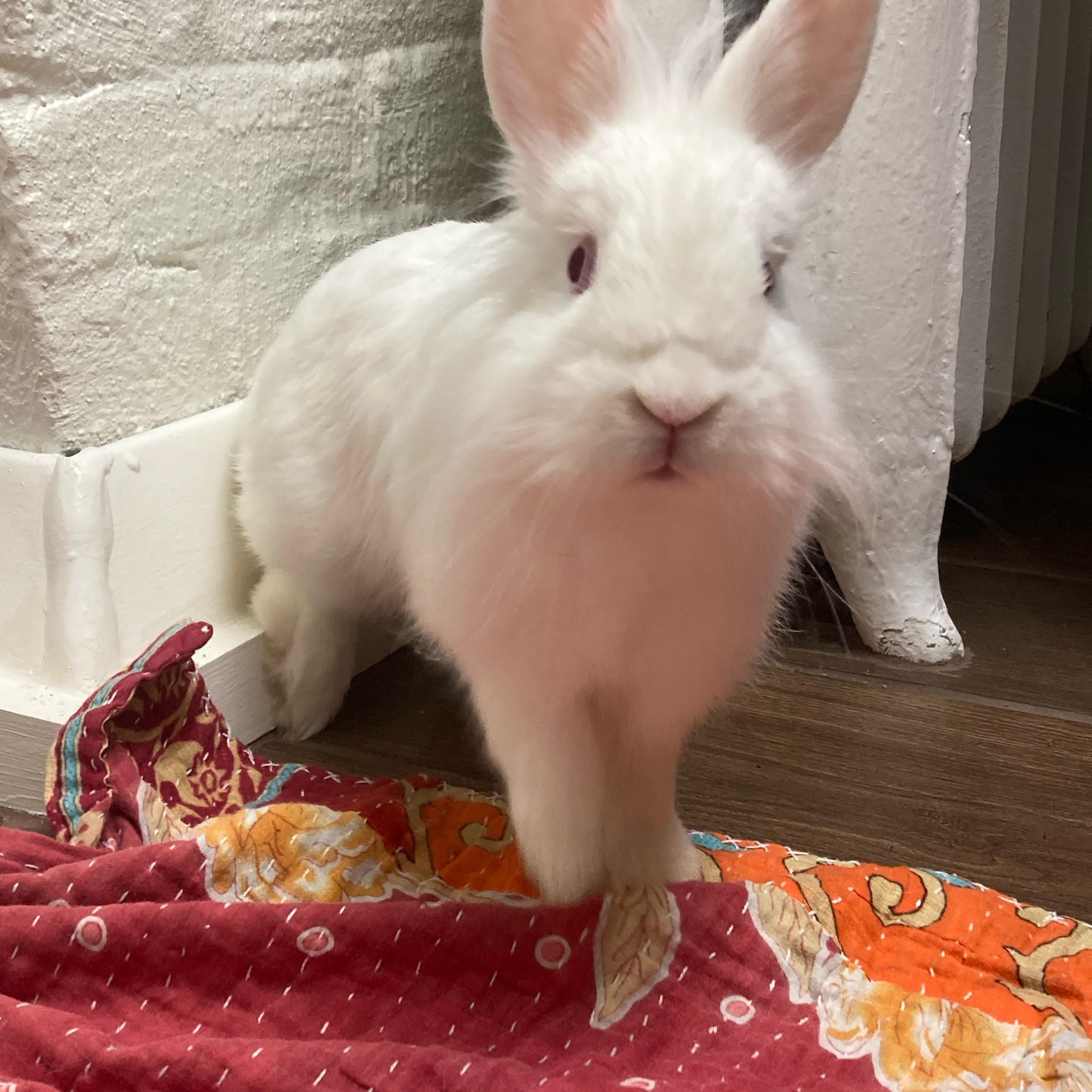 Enlarge Sparkle, an adoptable Lionhead in Charlotte, NC image 5/5
