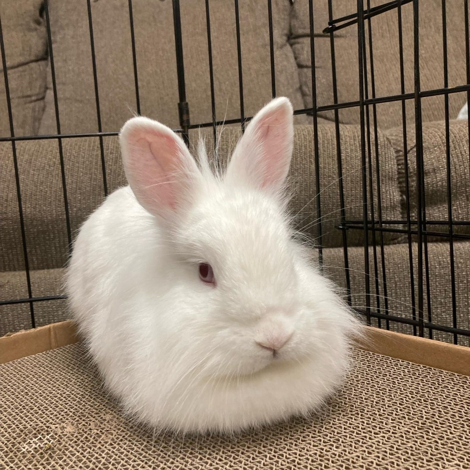 Enlarge Sparkle, an adoptable Lionhead in Charlotte, NC image 2/5