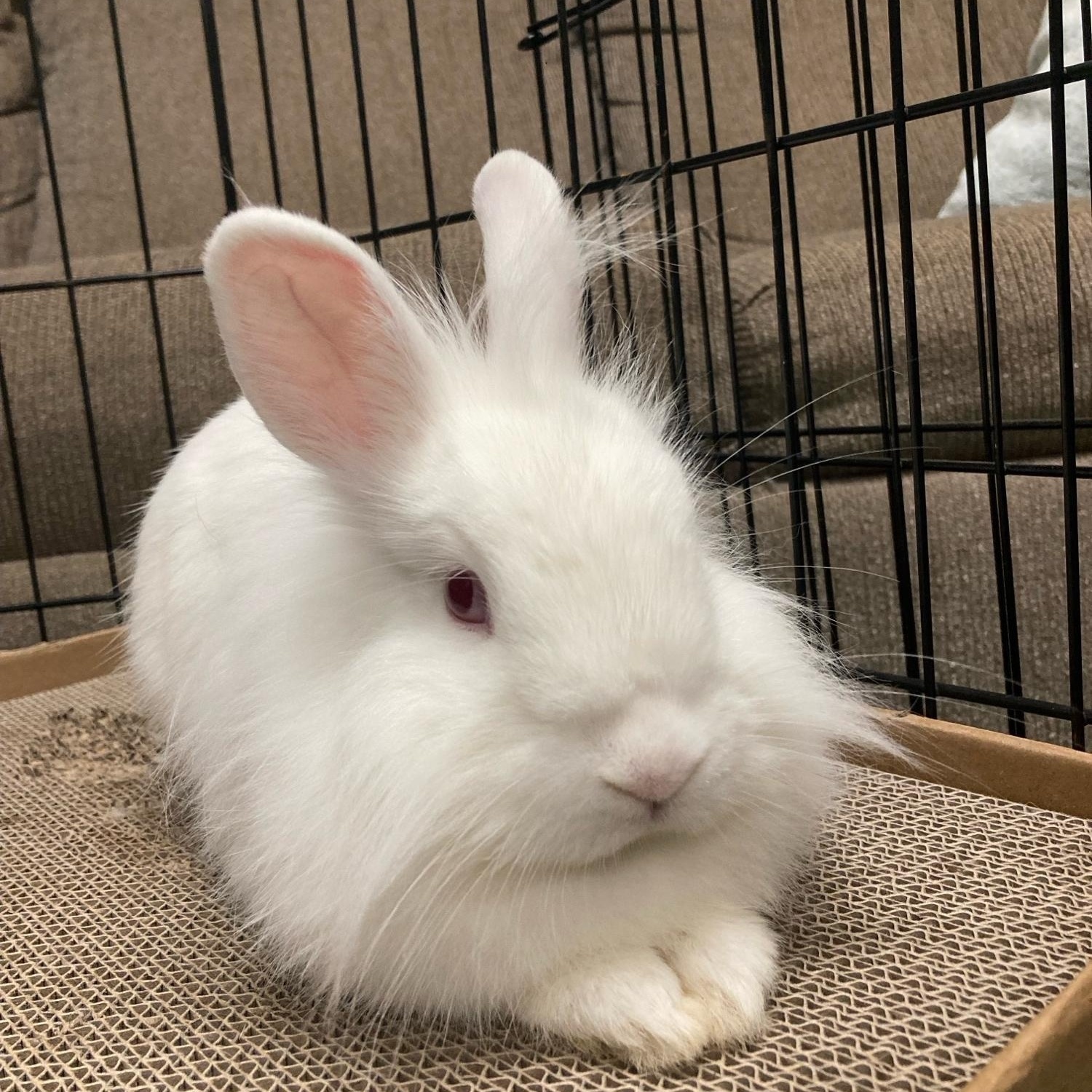 Enlarge Sparkle, an adoptable Lionhead in Charlotte, NC image 3/5